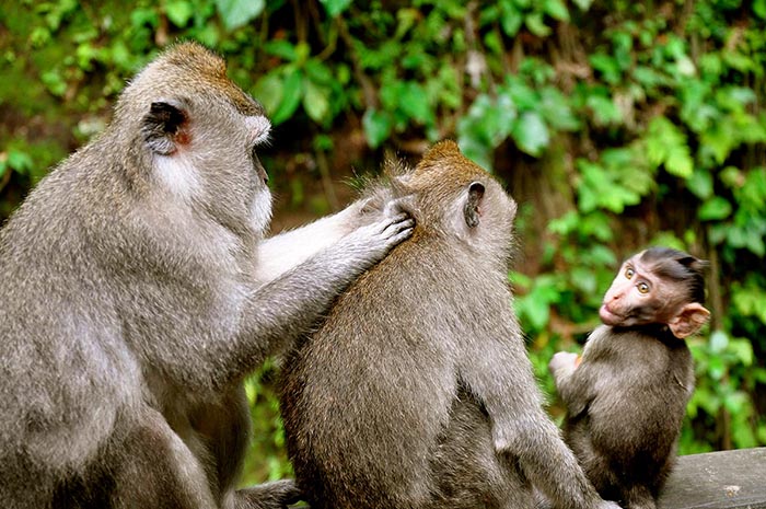 Monos en Bali