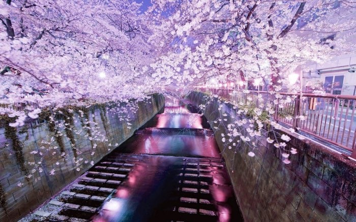 cerezos en flor en japon: viajes para mujeres solas