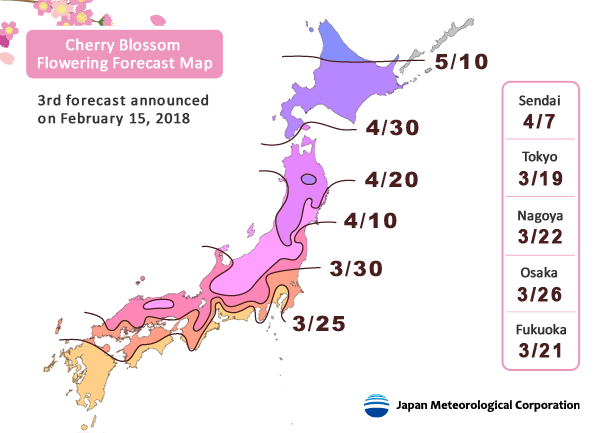 Cerezos en flor Japon 2018