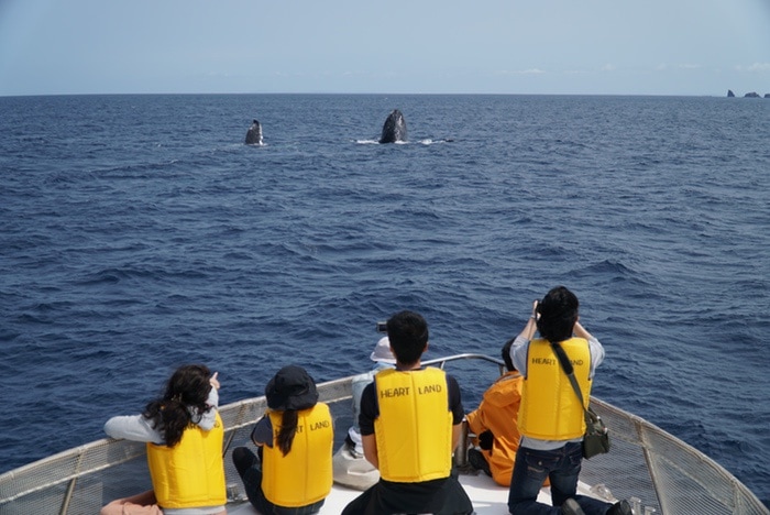 Avistamiento de ballenas jorobadas en Zamami, Okinawa, Japón