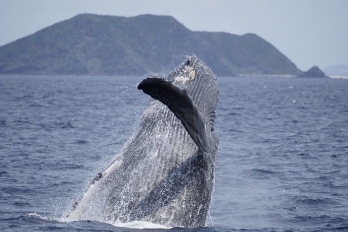 Avistamiento de ballenas jorobadas en Zamami, Okinawa, Japón